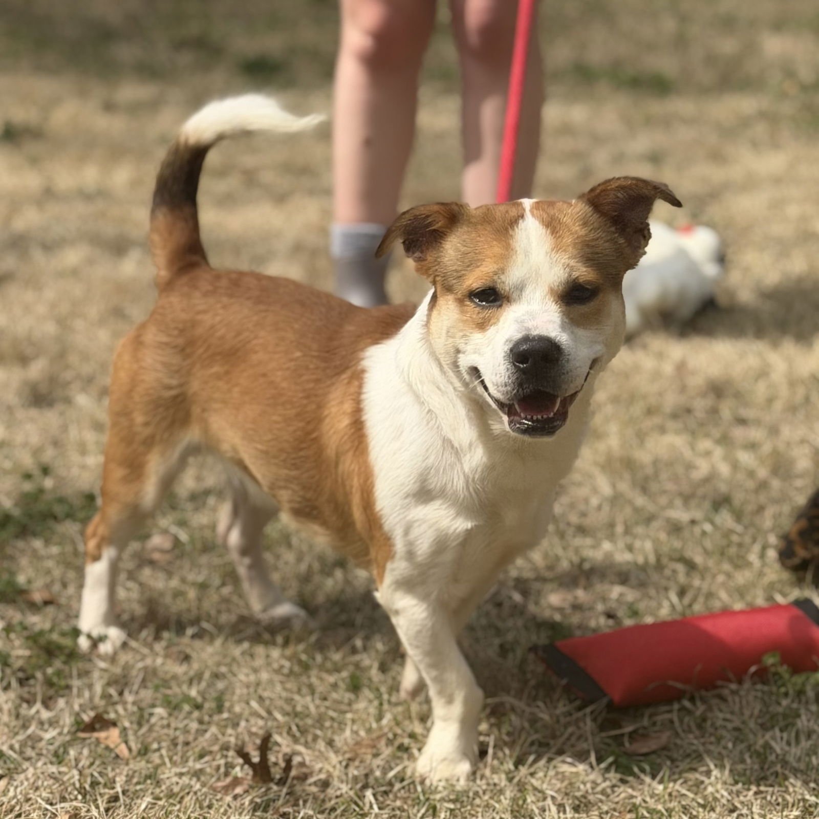 JAPAN - Corgi / Basset Hound available for adoption