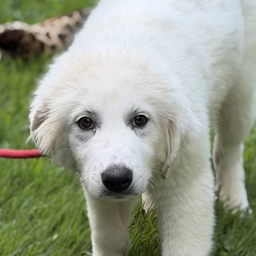 CALEB - Great Pyrenees available for adoption