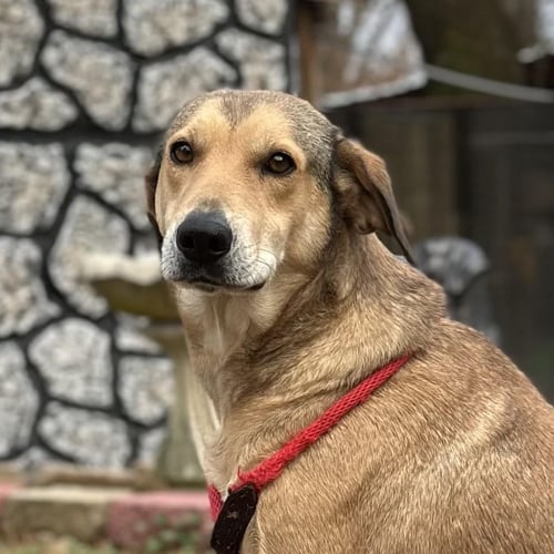 MOODONNA  LOWER FEE! - Shepherd / Husky available for adoption