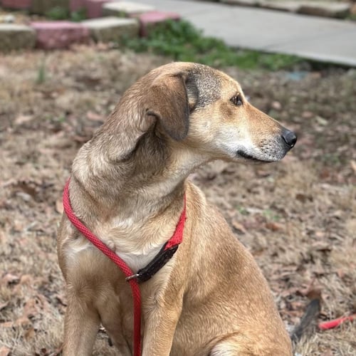 MOODONNA  LOWER FEE! - Shepherd / Husky available for adoption