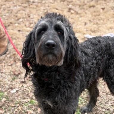 SILVER - Poodle (Miniature) available for adoption