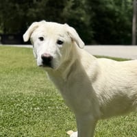 STEFAN - Photo 1