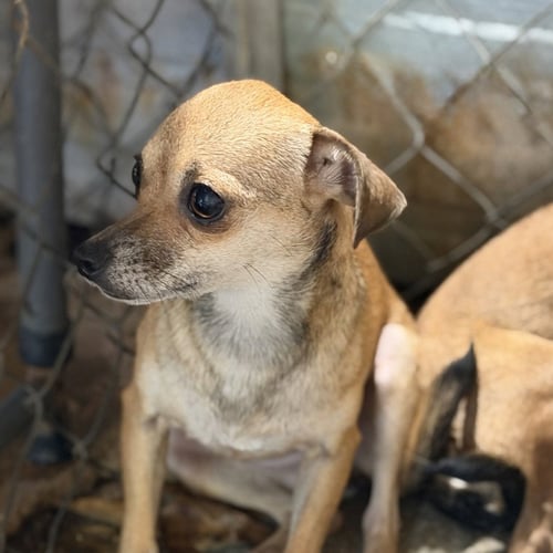 SMILEY - Chihuahua available for adoption