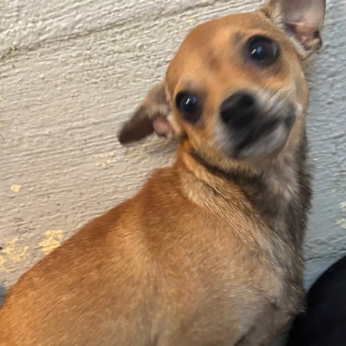 SMILEY - Chihuahua available for adoption