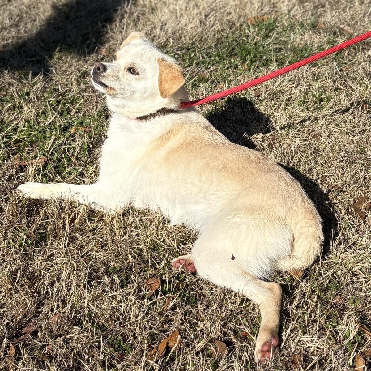 BRIAN - Terrier / Chihuahua available for adoption