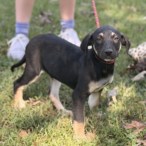 CHEDDAR BOB - Shepherd available for adoption