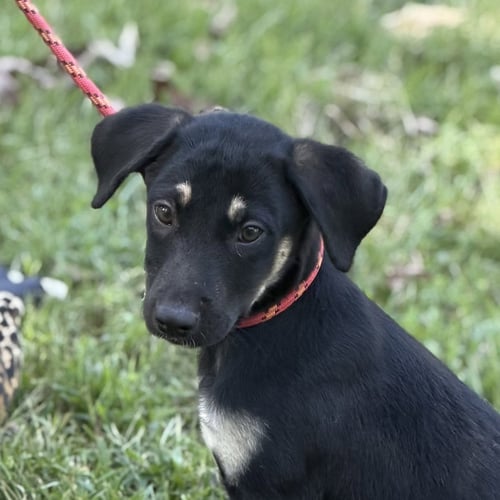 CHEDDAR BOB - Shepherd available for adoption