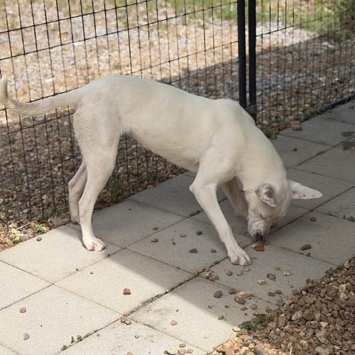 SUGAR  LOWER FEE! - Terrier / Dogo Argentino available for adoption