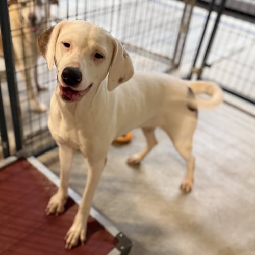 SNOW - Terrier / Labrador Retriever available for adoption