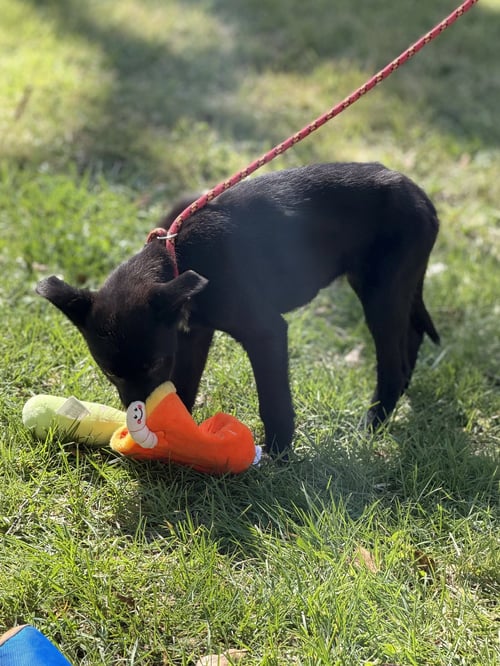 CLOVER - Shepherd available for adoption