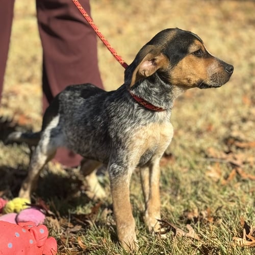 DARBY  LOWER FEE! - Australian Shepherd available for adoption
