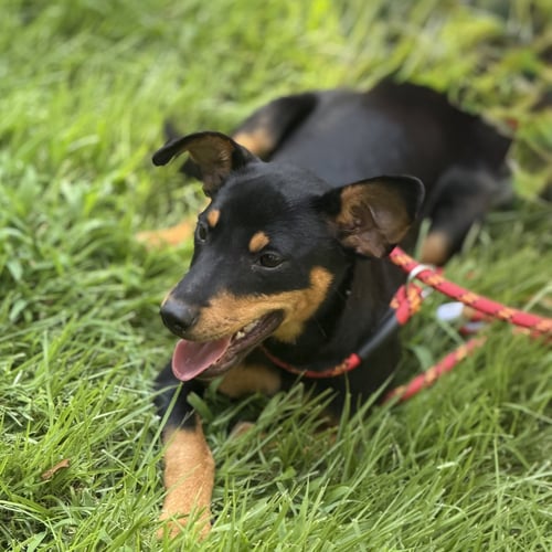 BELLE - Miniature Pinscher / Chihuahua available for adoption