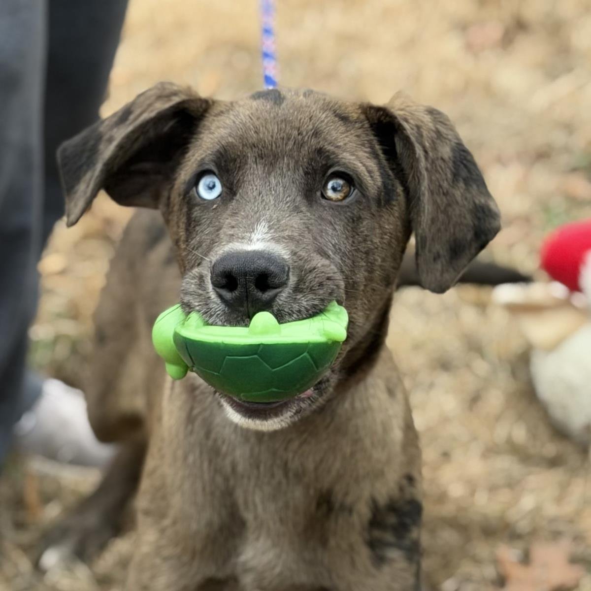 MOOSE - Labrador Retriever / Australian Shepherd available for adoption