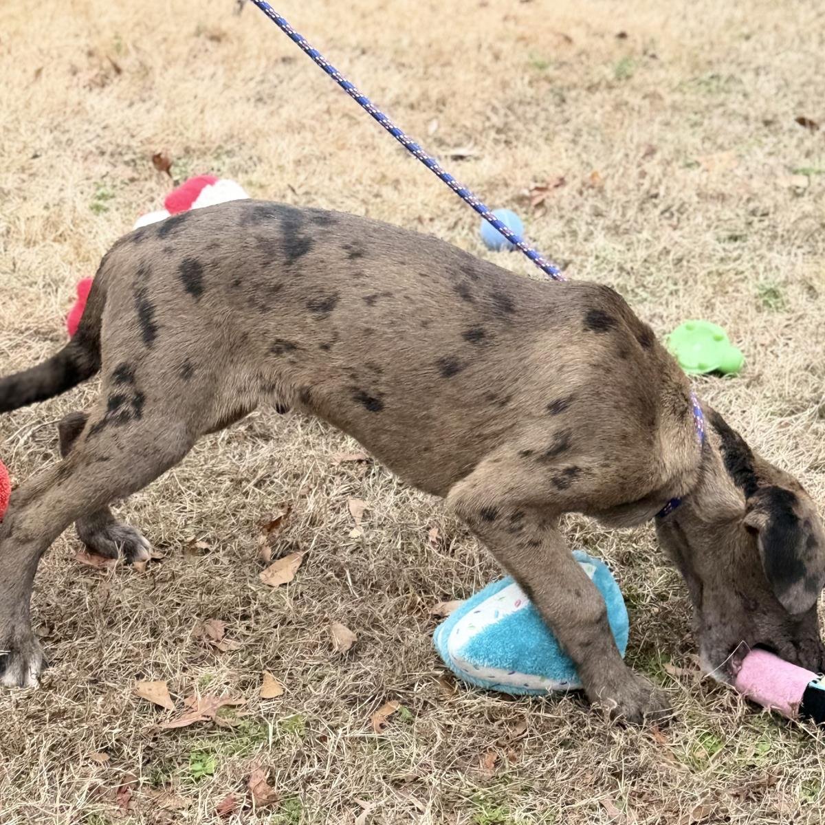 MOOSE - Labrador Retriever / Australian Shepherd available for adoption