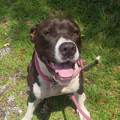 COSMO HOPE  LOWER FEE - Terrier available for adoption