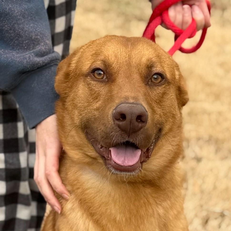 FRANKLIN - Vizsla available for adoption