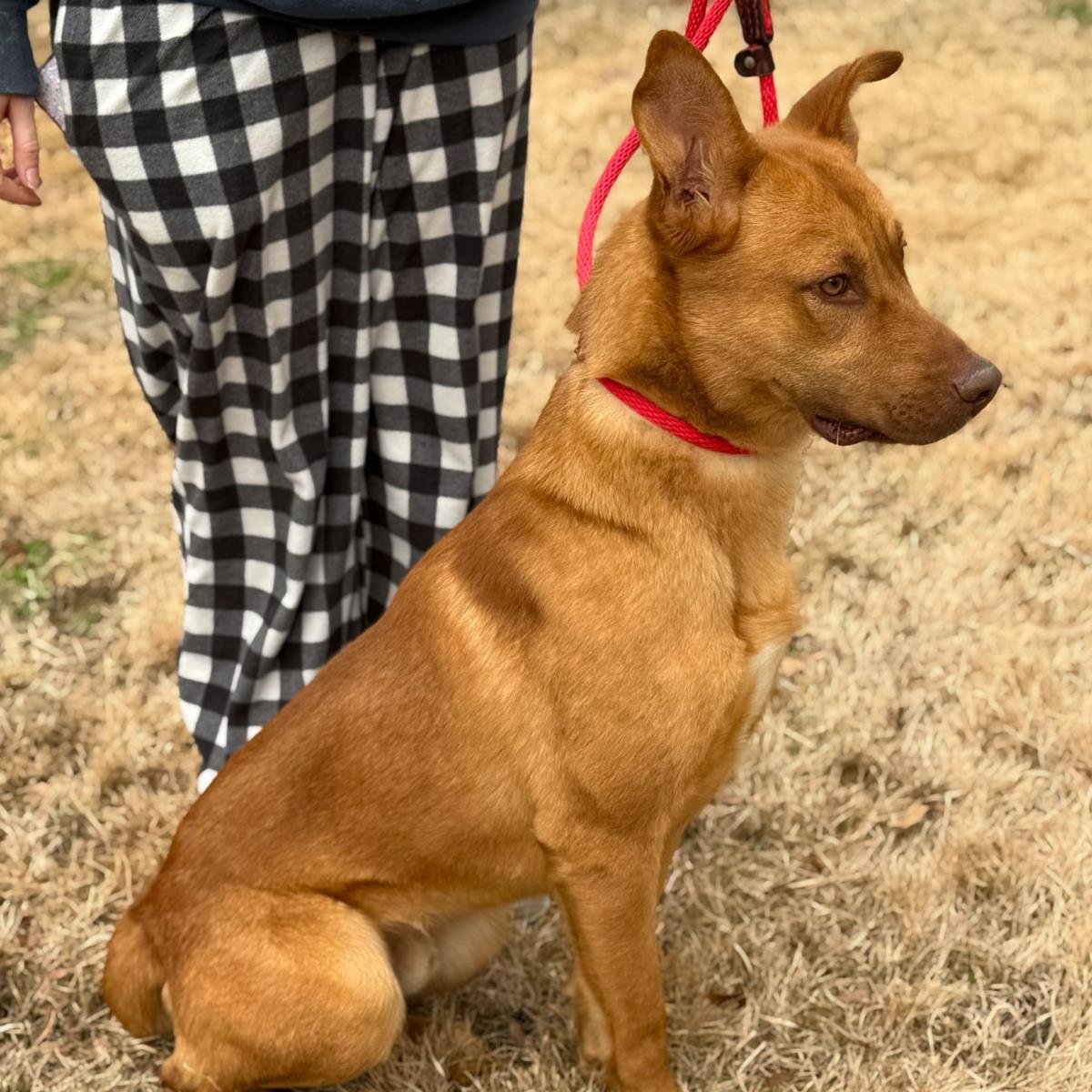 FRANKLIN - Vizsla available for adoption