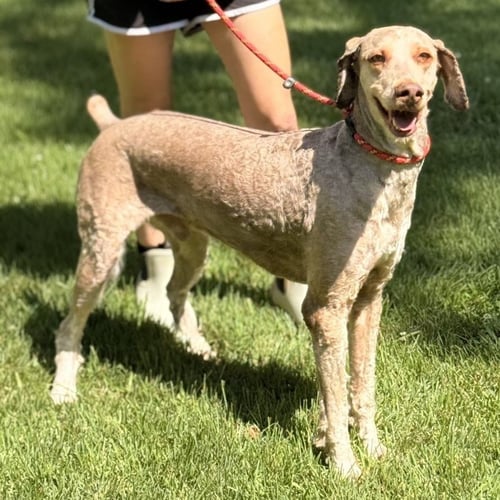 ROLO - Poodle (unknown type) available for adoption
