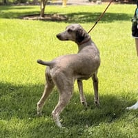 Rolo - Photo 4