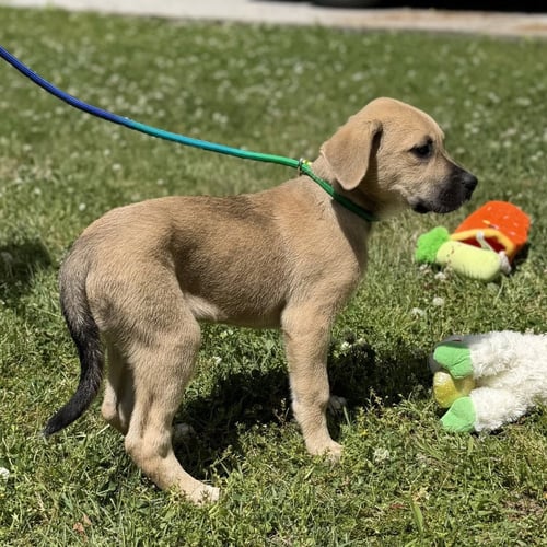 AMERICA - Labrador Retriever / Hound available for adoption