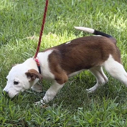 GRITS - Beagle available for adoption