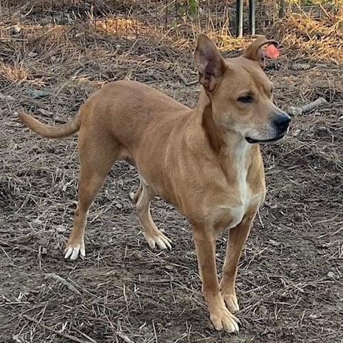 MASSEY  LOWER FEE! - Labrador Retriever / German Shepherd Dog available for adoption