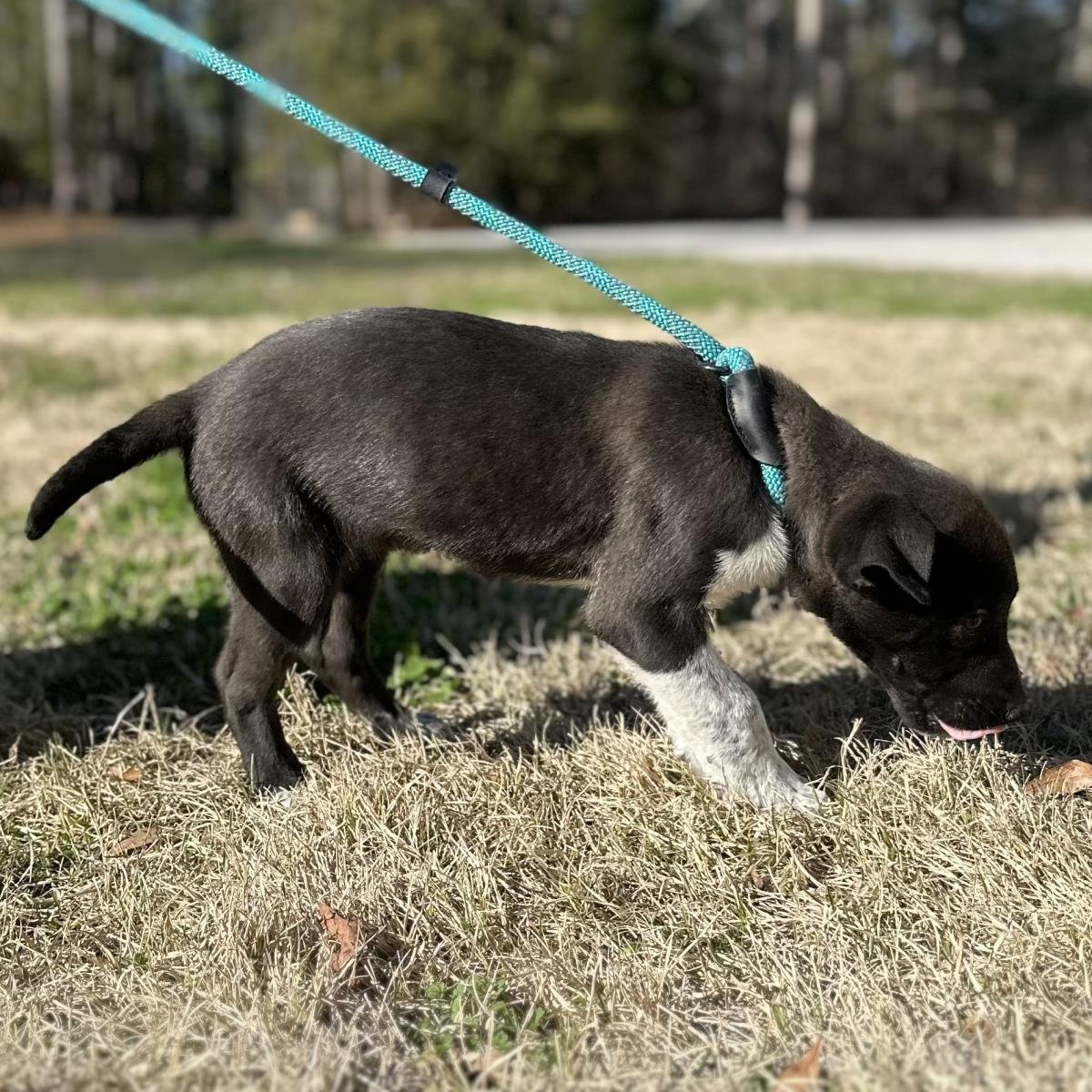 STORMY - Labrador Retriever available for adoption