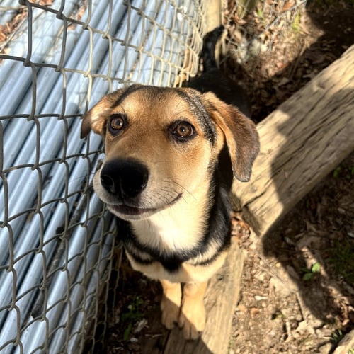 COCO HOPE  LOWER FEE! - Shepherd available for adoption