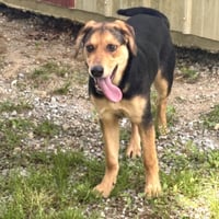 COCO HOPE  LOWER FEE! - Photo 2