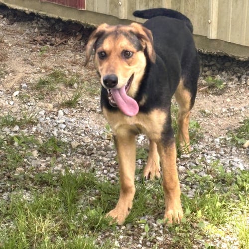 COCO HOPE  LOWER FEE! - Shepherd available for adoption