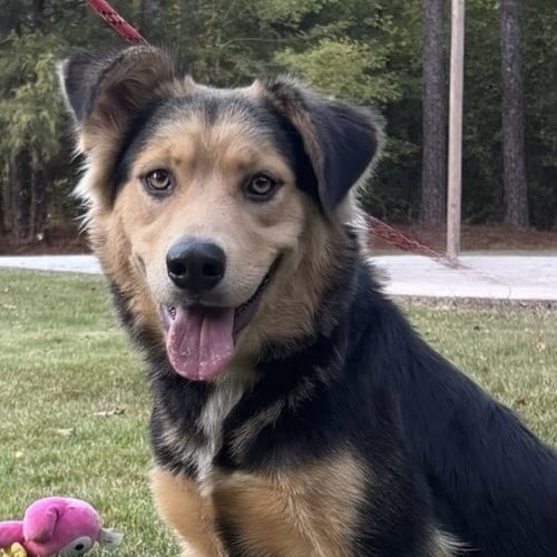 ROSANNE - Border Collie / Australian Shepherd available for adoption