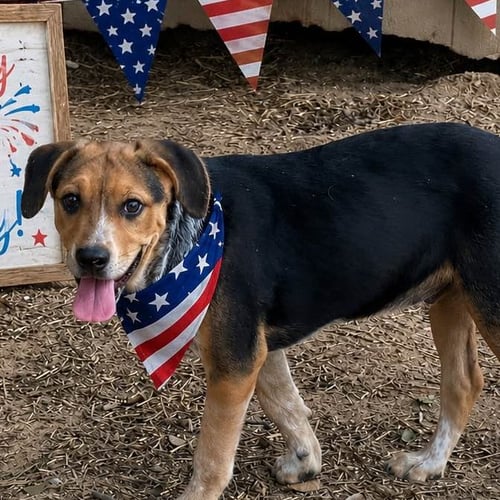 WATKINS - Australian Shepherd available for adoption