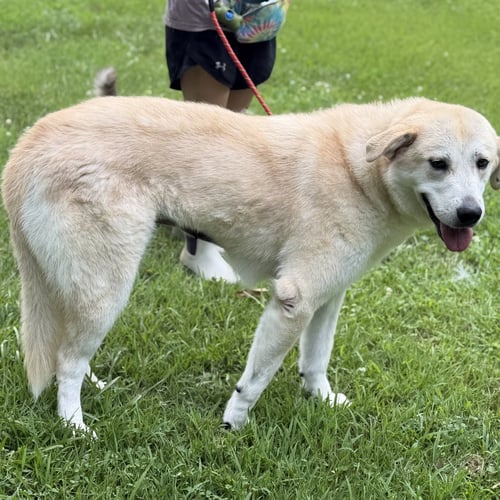 APHRODITE - Great Pyrenees / Anatolian Shepherd available for adoption