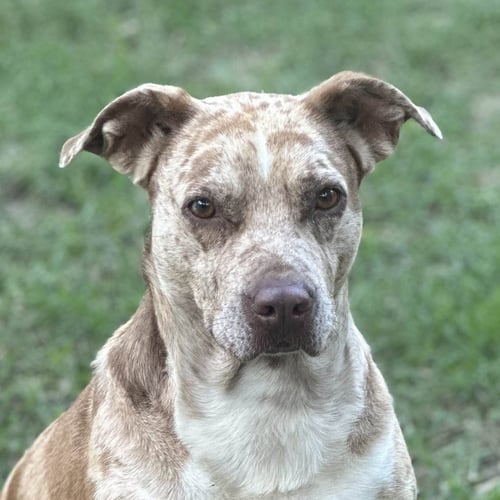 BERNADETTE   LOW FEE - Catahoula Leopard Dog available for adoption