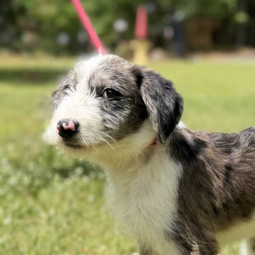 SHELBY - Poodle (unknown type) / Wheaten Terrier available for adoption