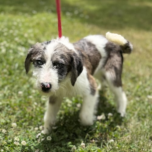 SHELBY - Poodle (unknown type) / Wheaten Terrier available for adoption