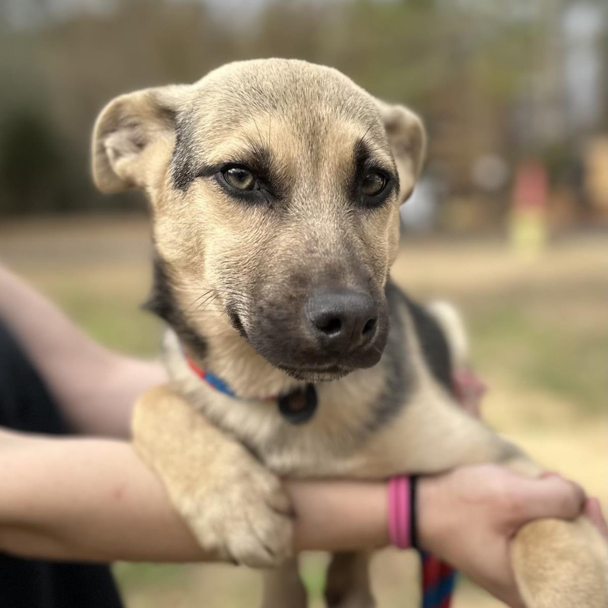 CORY - Shepherd available for adoption