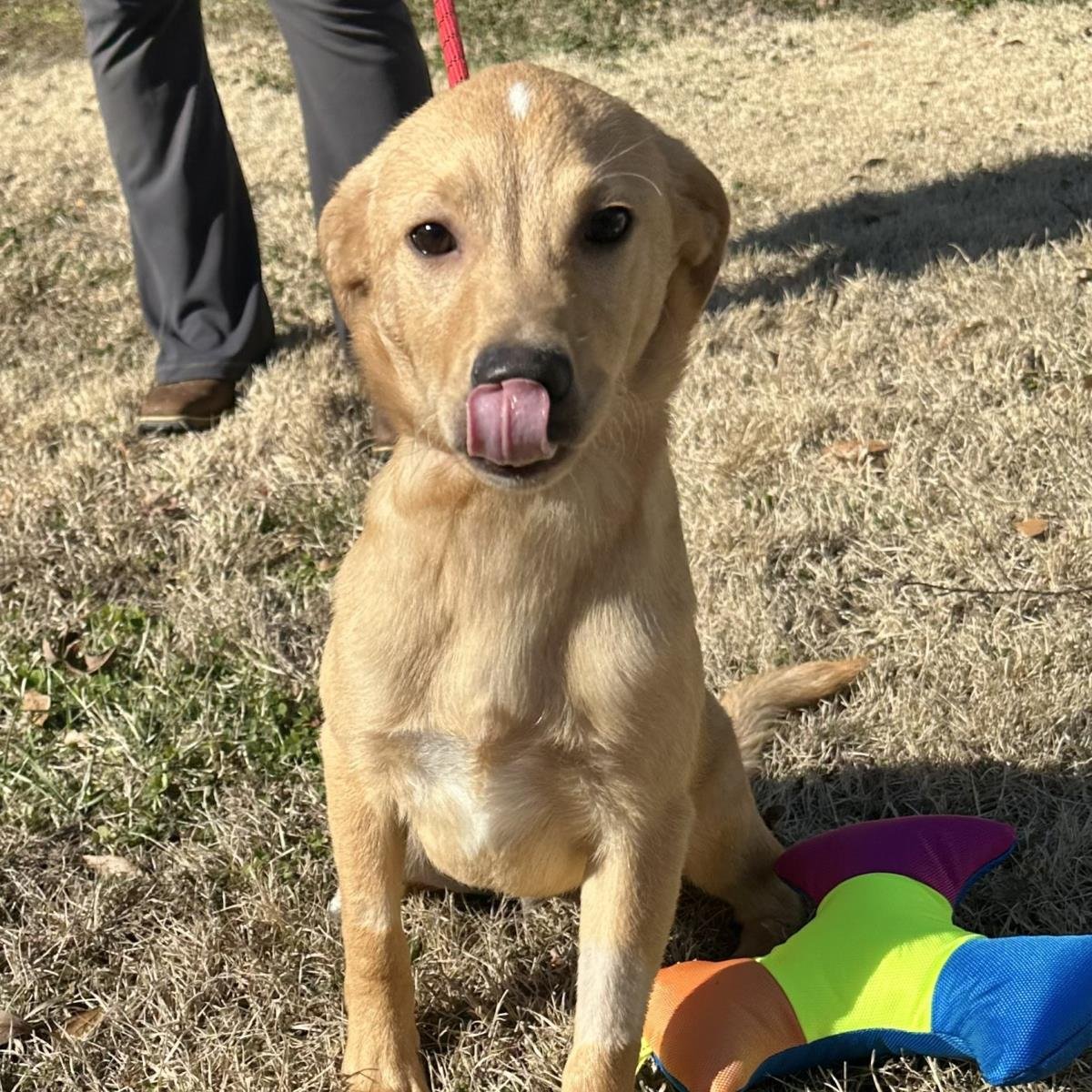 BOWSER - Labrador Retriever available for adoption