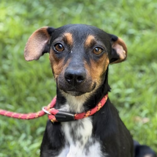 RIO - German Pinscher / Jack Russell Terrier available for adoption