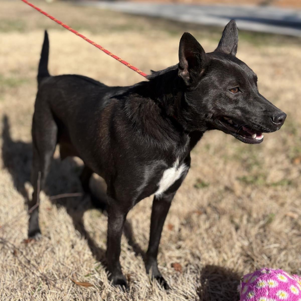 PIXIE - Shepherd / Australian Cattle Dog/Blue Heeler available for adoption
