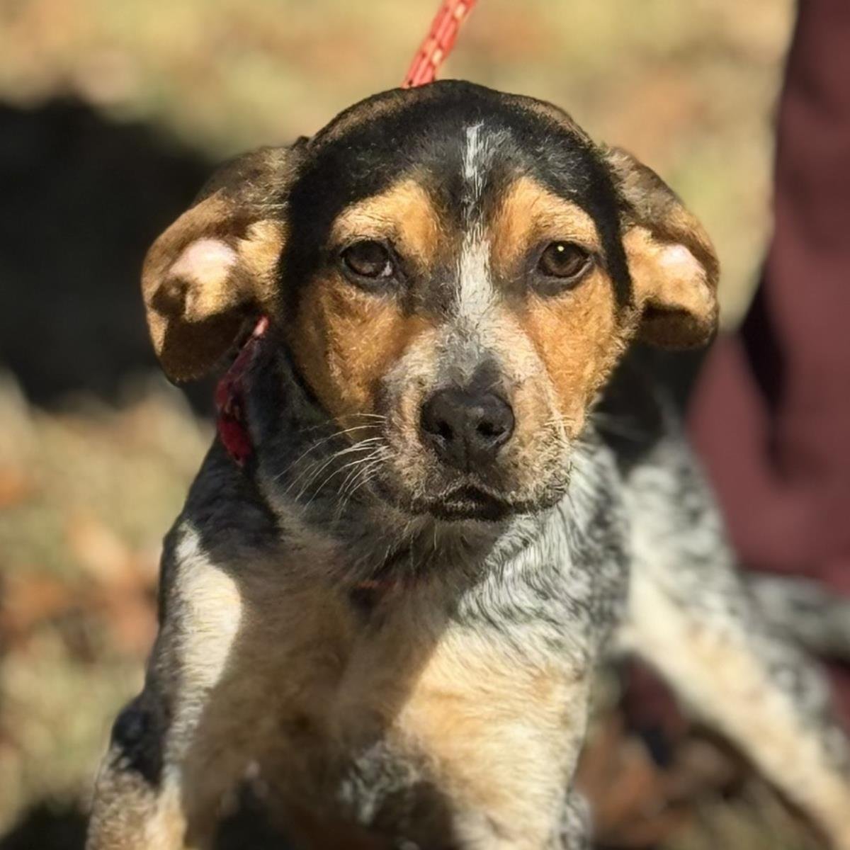 DARBY - IN PA! - Australian Shepherd available for adoption