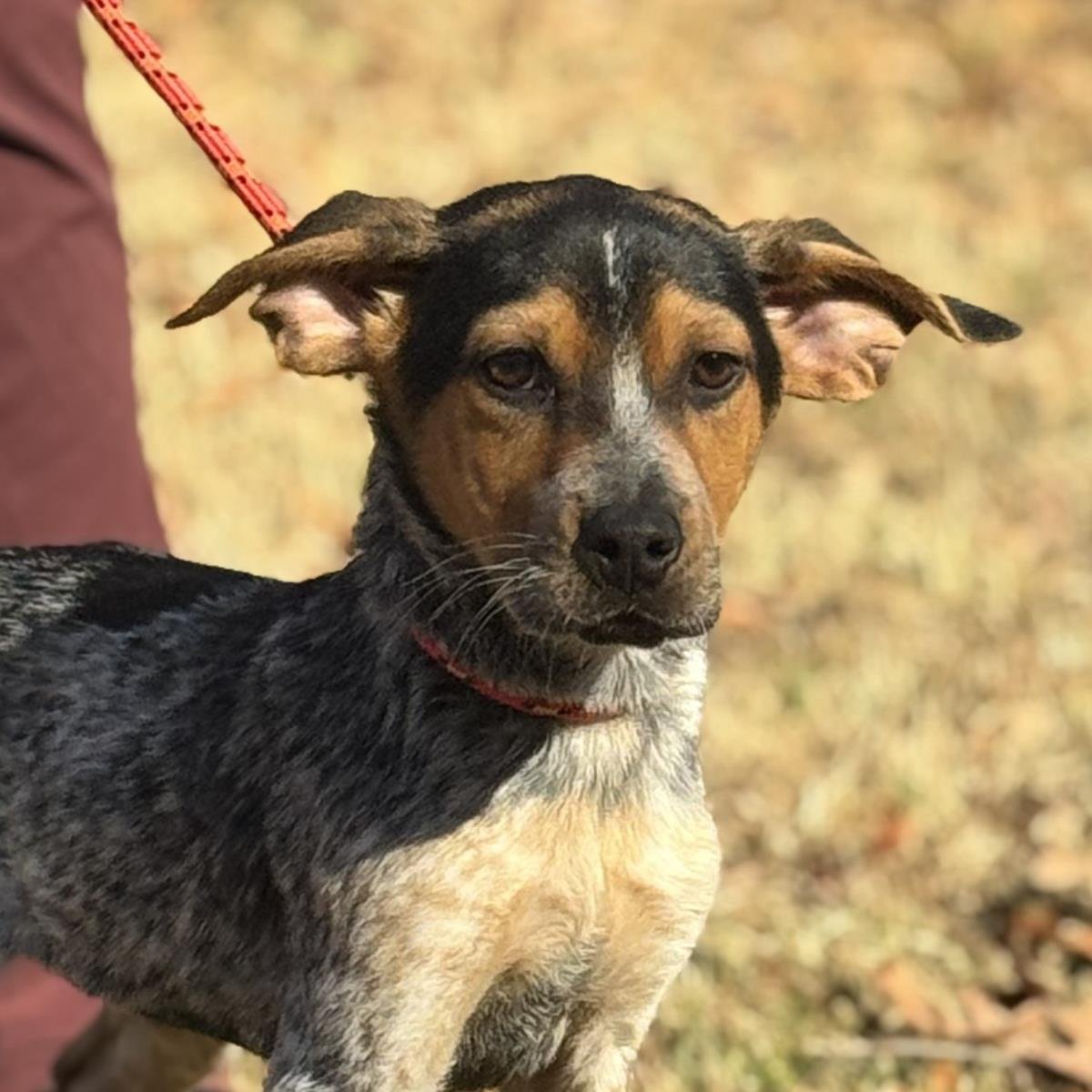 DARBY - IN PA! - Australian Shepherd available for adoption