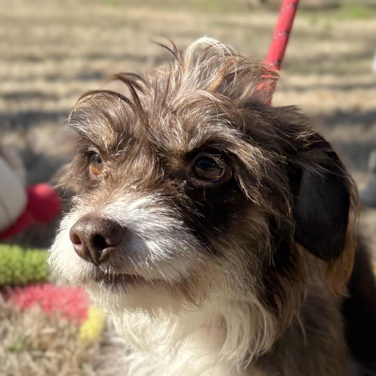 FIFI - Terrier available for adoption