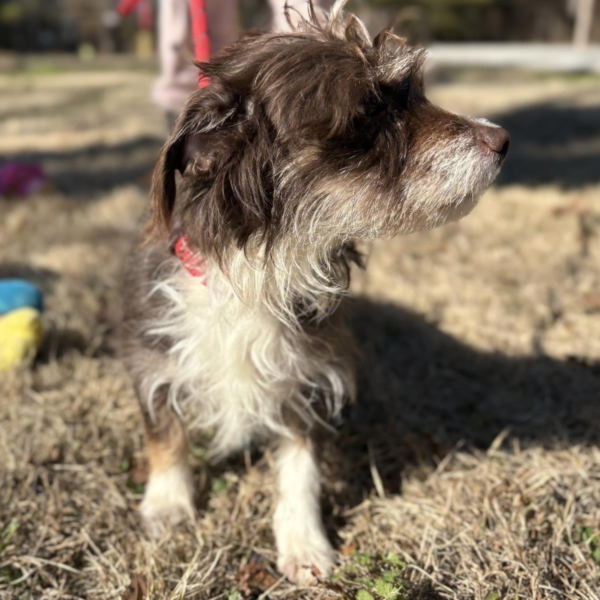 FIFI - Terrier available for adoption