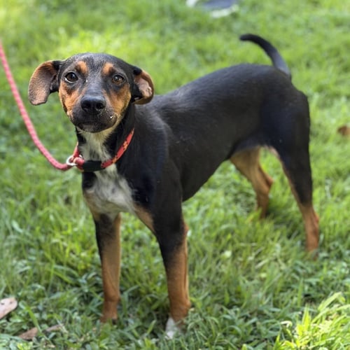 RIO - German Pinscher / Jack Russell Terrier available for adoption