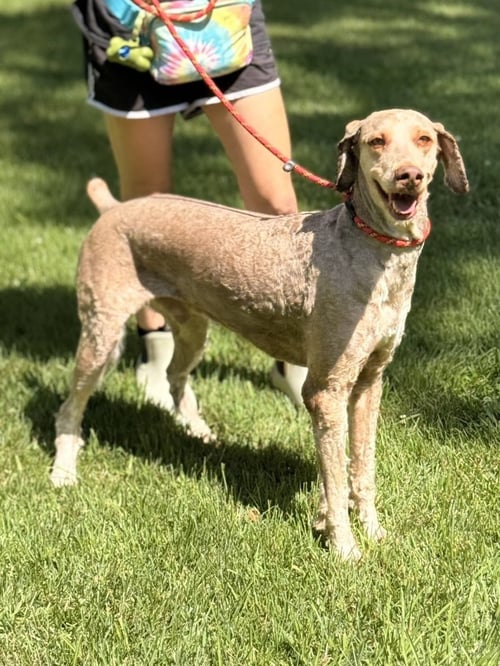 ROLO - Poodle (unknown type) available for adoption