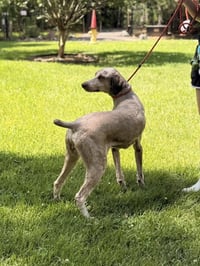 ROLO - Photo 4