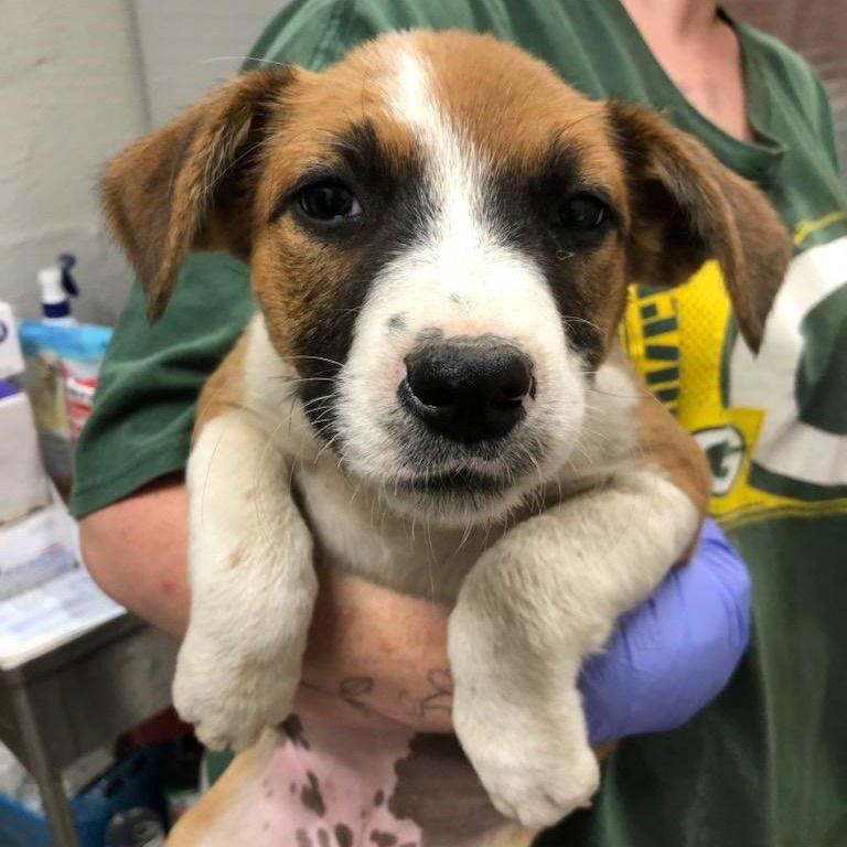 AQUARIUS - Terrier available for adoption