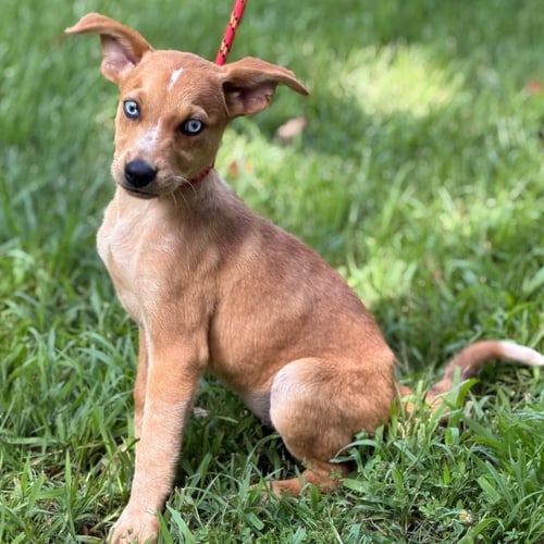 CHERRY - Hound available for adoption