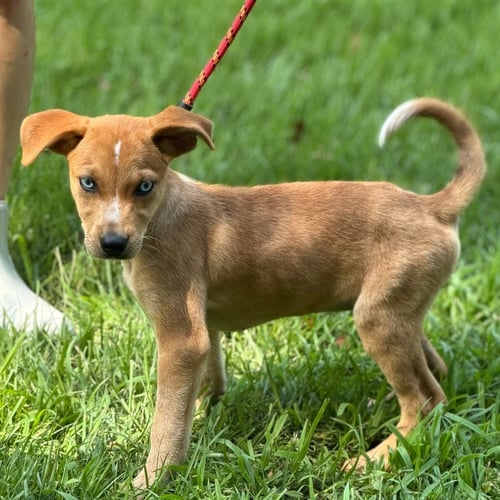 CHERRY - Hound available for adoption